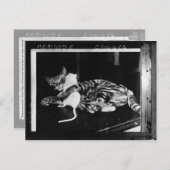 驚くべき友情 – Cat MinnieとMike Mouse ポストカード (正面/裏面)