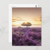 驚くべき夜明けの日独身のの出の木と紫のヒース ポストカード (正面/裏面)