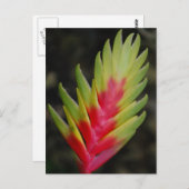 驚くべき熱帯外来植物 ポストカード (正面/裏面)