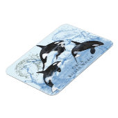 驚くべき白黒の水色のOrcas マグネット (左側)