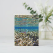 驚くべき紅海 ポストカード (スタンド正面)