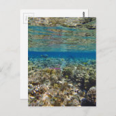 驚くべき紅海 ポストカード (正面/裏面)
