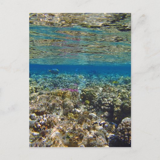 驚くべき紅海 ポストカード (正面)