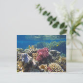 驚くべき紅海 ポストカード (スタンド正面)
