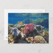 驚くべき紅海 ポストカード (正面/裏面)