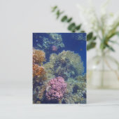 驚くべき紅海 ポストカード (スタンド正面)