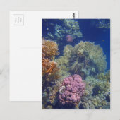 驚くべき紅海 ポストカード (正面/裏面)