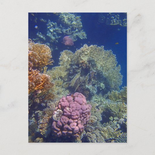 驚くべき紅海 ポストカード (正面)