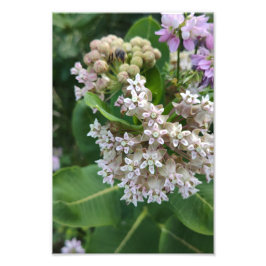 驚くべき色 フォトプリント