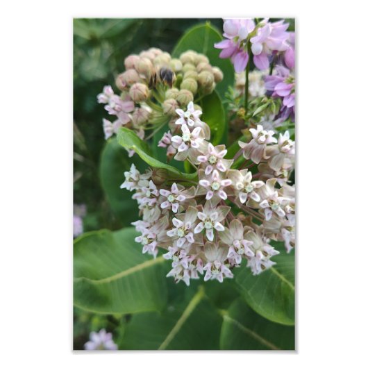 驚くべき色 フォトプリント            (正面)