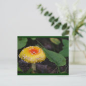 驚くべき黄色のキノコ ポストカード (スタンド正面)