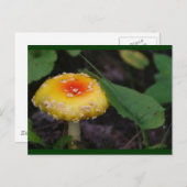 驚くべき黄色のキノコ ポストカード (正面/裏面)