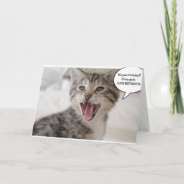 驚すごいいた誕生日子猫！ カード