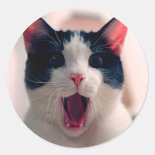 驚熱狂するいた若い猫は大きな目をする ラウンドシール