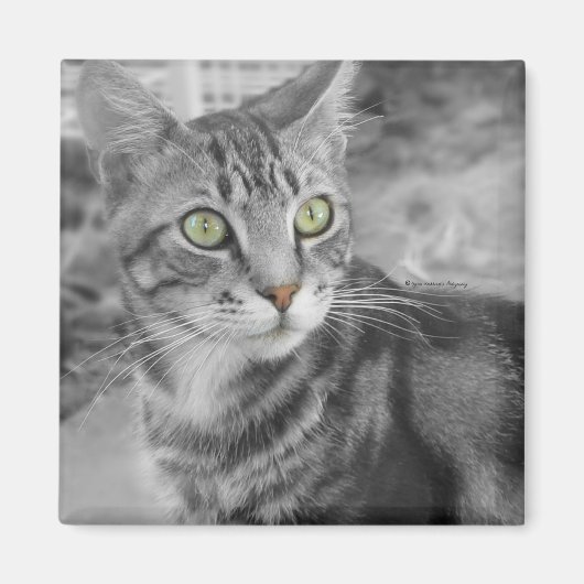 驚異の州 マグネット (正面)