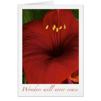 驚異は決して終わりません