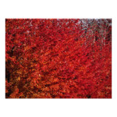 『骨と肉』 フォトプリント            (正面)