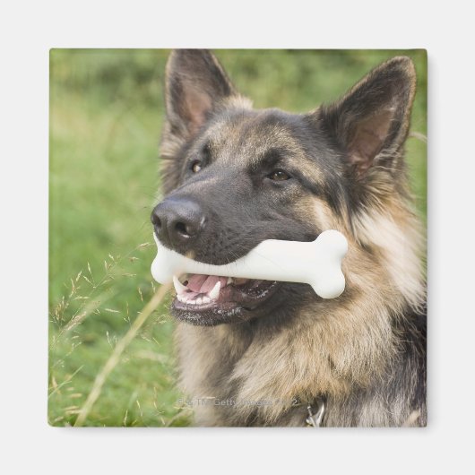 骨のある犬 マグネット (正面)