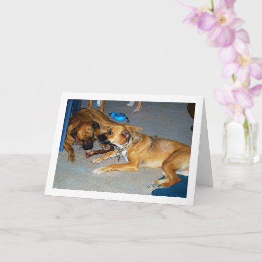 骨付きの犬 カード (蘭)