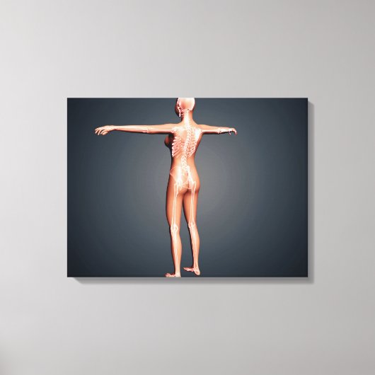 骨格系を有する女性体の背面図 キャンバスプリント (正面)