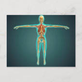 骨格系を示すヒト体、動脈1 ポストカード (正面)