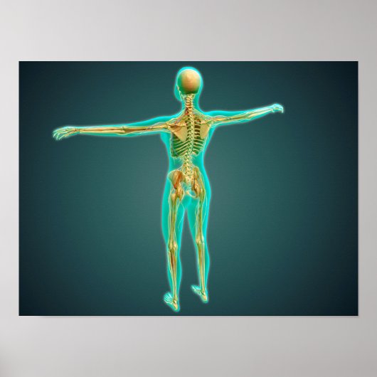 骨格系を示すヒト体、動脈2 ポスター (正面)