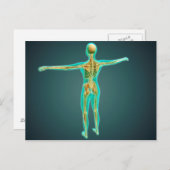骨格系を示すヒト体、動脈2 ポストカード (正面/裏面)