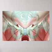 骨盤筋骨格2 ポスター (正面)