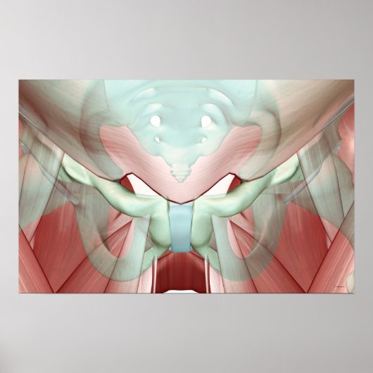 骨盤筋骨格2 ポスター (正面)