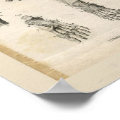 骨盤足骨ヴィンテージ解剖学プリント ポスター (角)