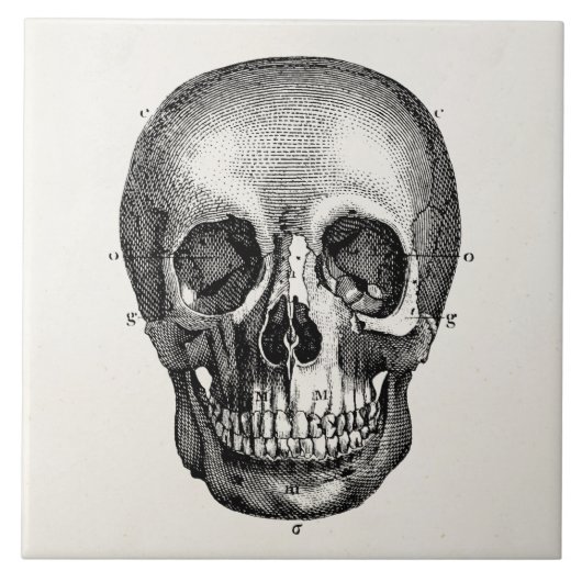 骨組ヴィンテージの19世紀のスカルのレトロのスカル タイル (正面)