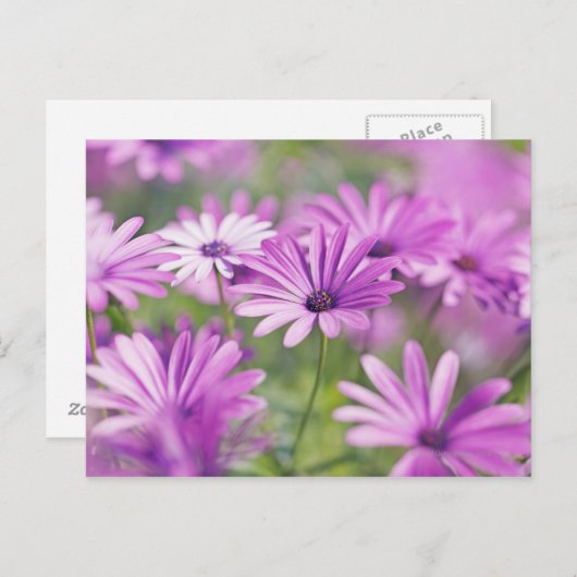 骨permum花 ポストカード (正面/裏面)