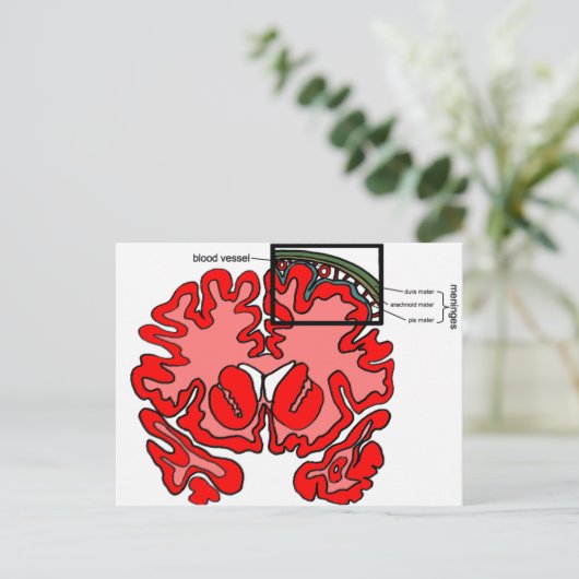 髄膜 ポストカード (スタンド正面)