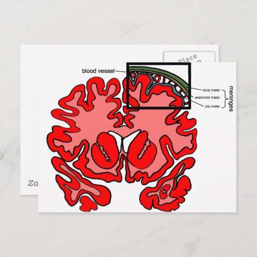 髄膜 ポストカード (正面/裏面)