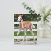 高いステップピン ポストカード (スタンド正面)