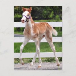 高いステップピン ポストカード