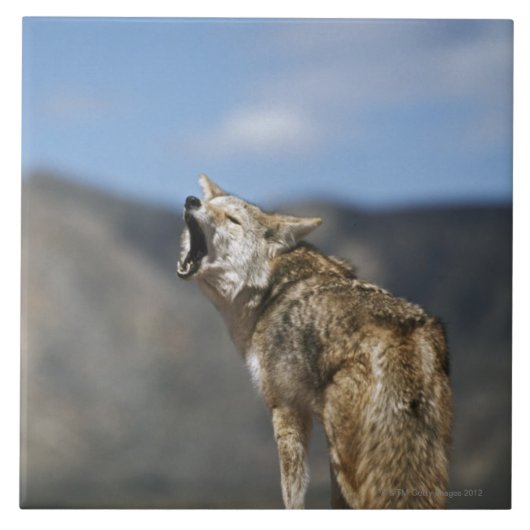 高いポイントから遠ぼえしているコヨーテ タイル (正面)