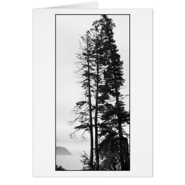 高い木および霧 (正面)