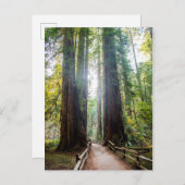 高い木 ポストカード (正面/裏面)