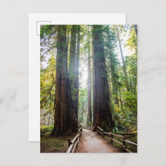 高い木 ポストカード (正面/裏面)