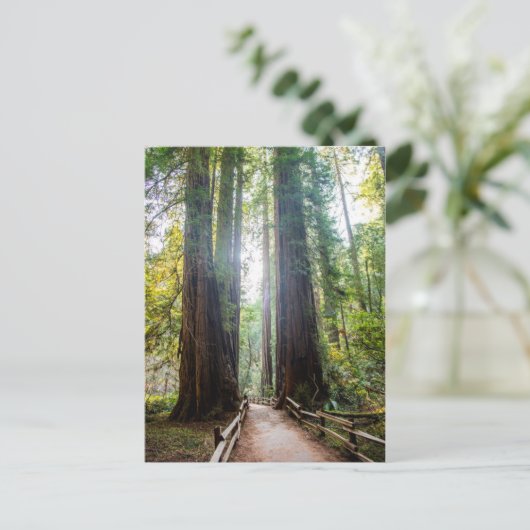 高い木 ポストカード (スタンド正面)