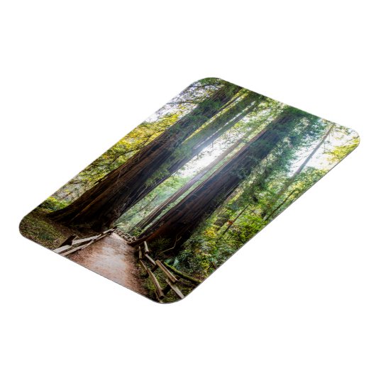 高い木 マグネット (左側)