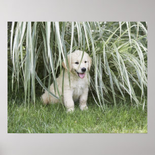 高い草の下に坐っているGoldendoodleの子犬 ポスター