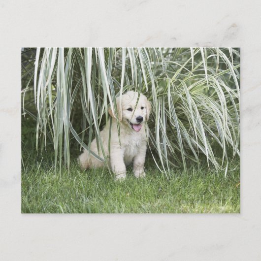 高い草の下に坐っているGoldendoodleの子犬 ポストカード (正面)