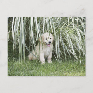 高い草の下に坐っているGoldendoodleの子犬 ポストカード