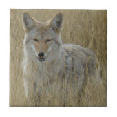 高い草のR2コヨーテ タイル (正面)