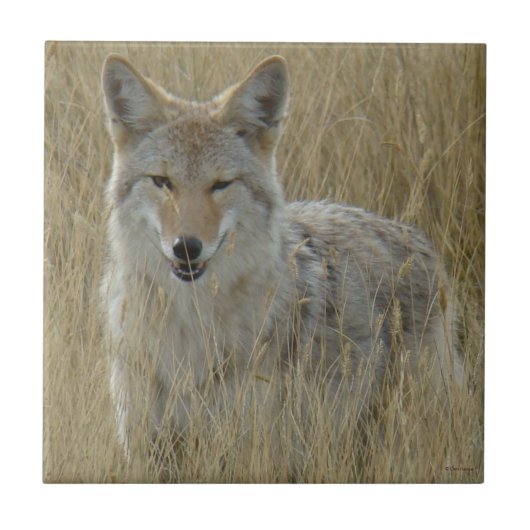 高い草のR2コヨーテ タイル (正面)