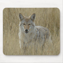 高い草のR2コヨーテ