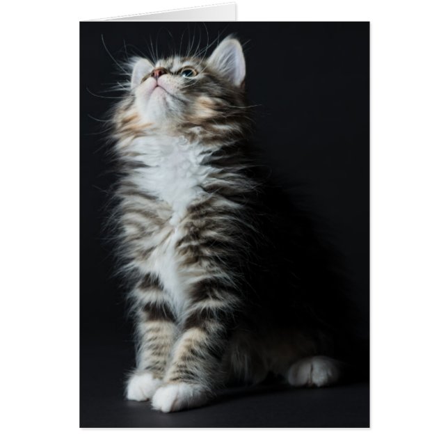 高い虎猫 (正面)