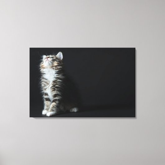 高い虎猫 キャンバスプリント (正面)